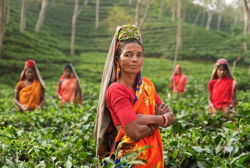 Women in field plantage in India