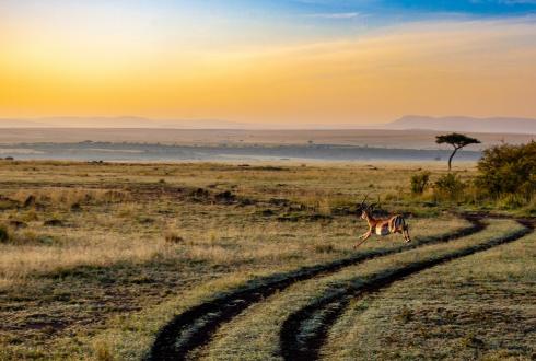 Kenya antelopes sunset